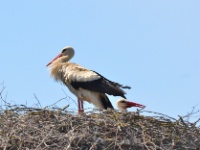 2016-05-13 12h28m32 - Ooievaar - Pierre Bernard